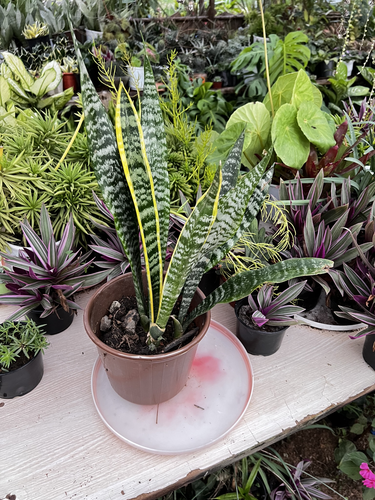 Caring for Common Houseplants— Snake Plant