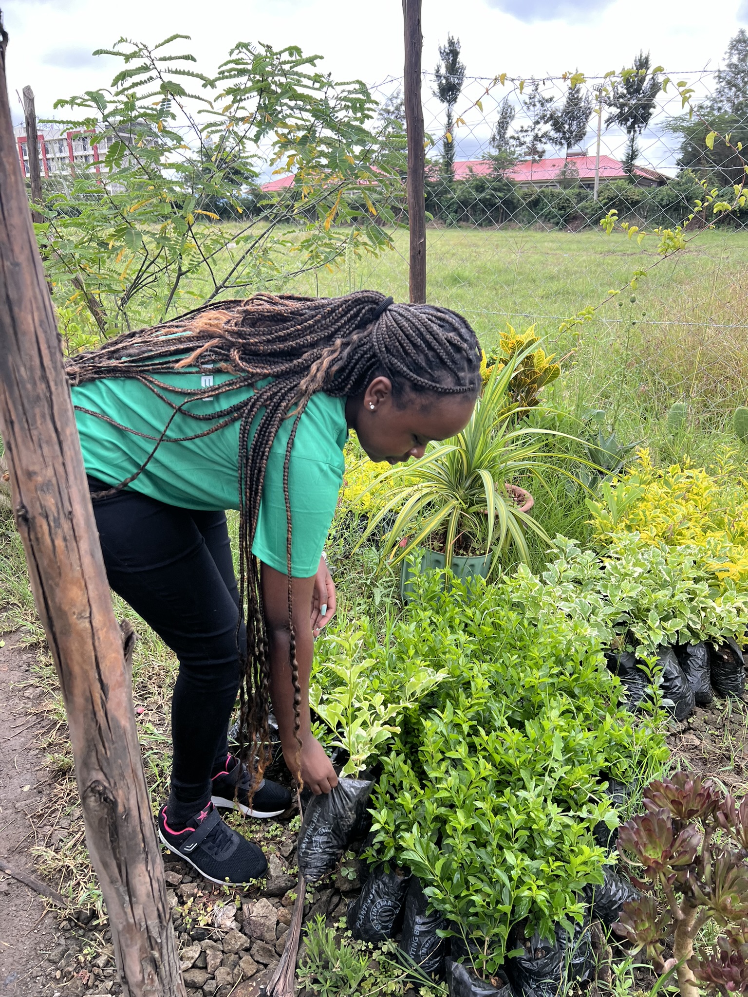 Essential Gardening Tips for Kenya: Plant Care and Maintenance Suggestions