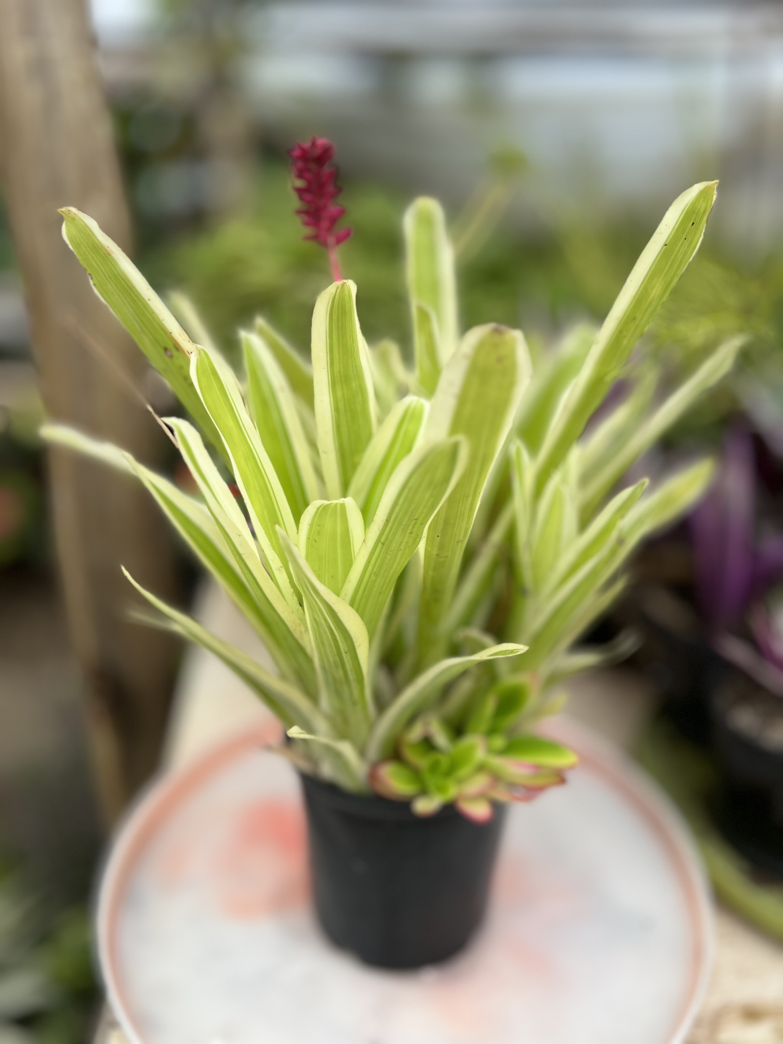 Gardeni 2
