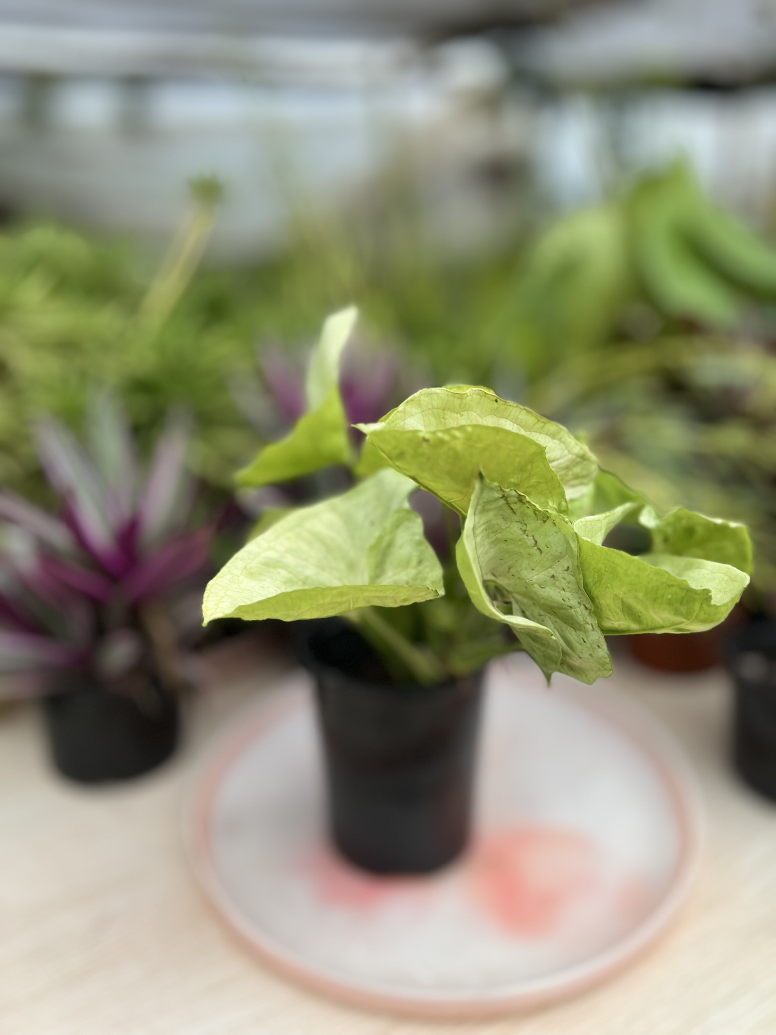 Top 5 Must-Have Gardening Tools for Beginners