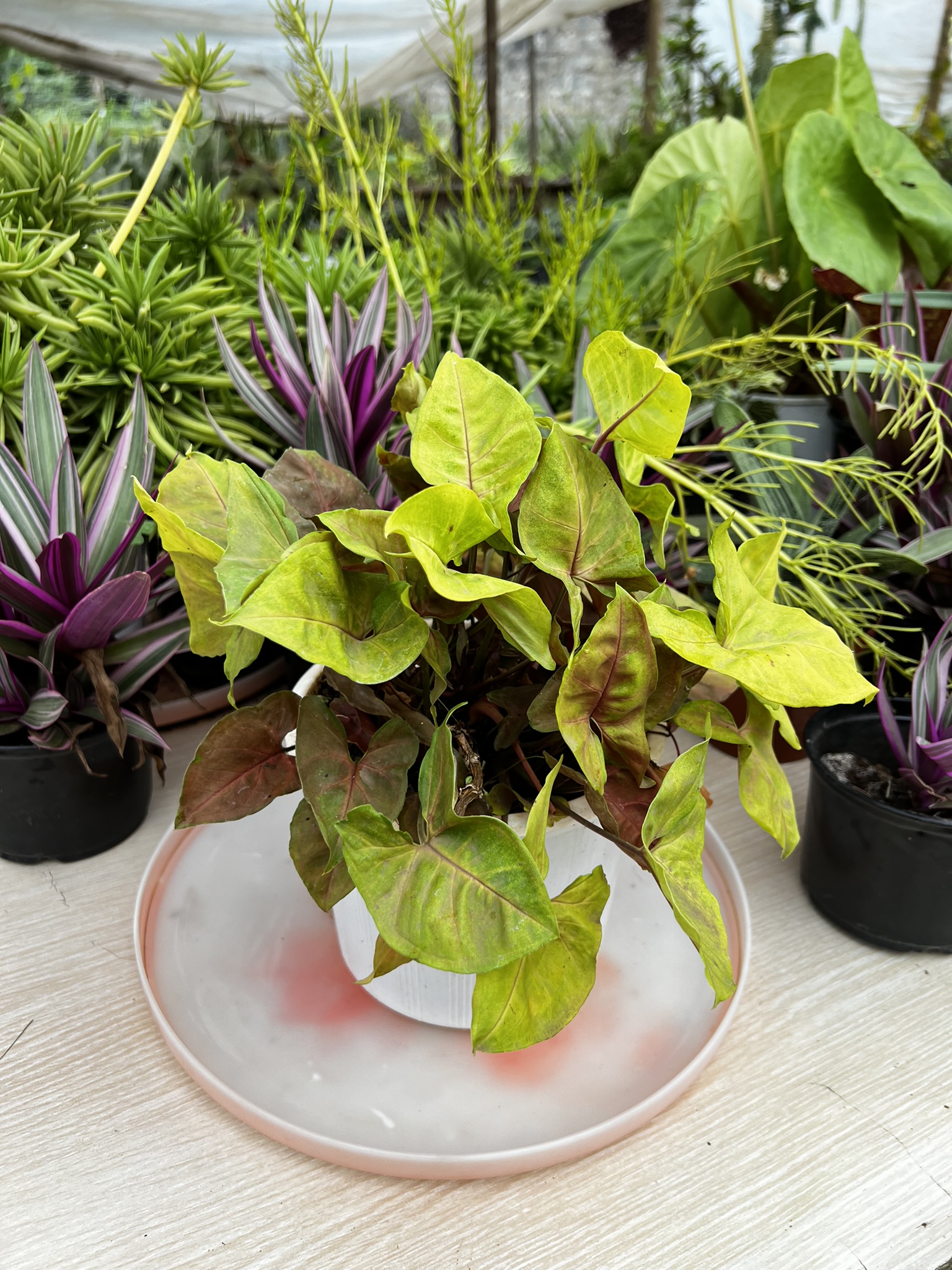 Resources Roundup: Our Top Picks for Online Gardening Communities