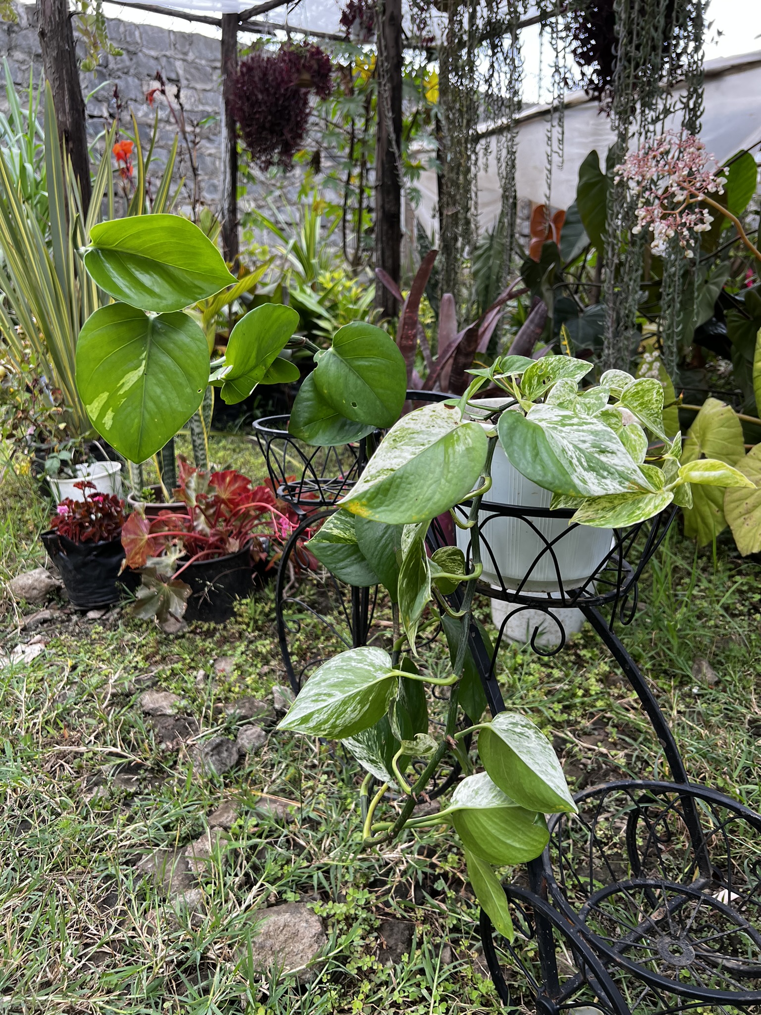 Essential Philodendron Brasil Care Tips