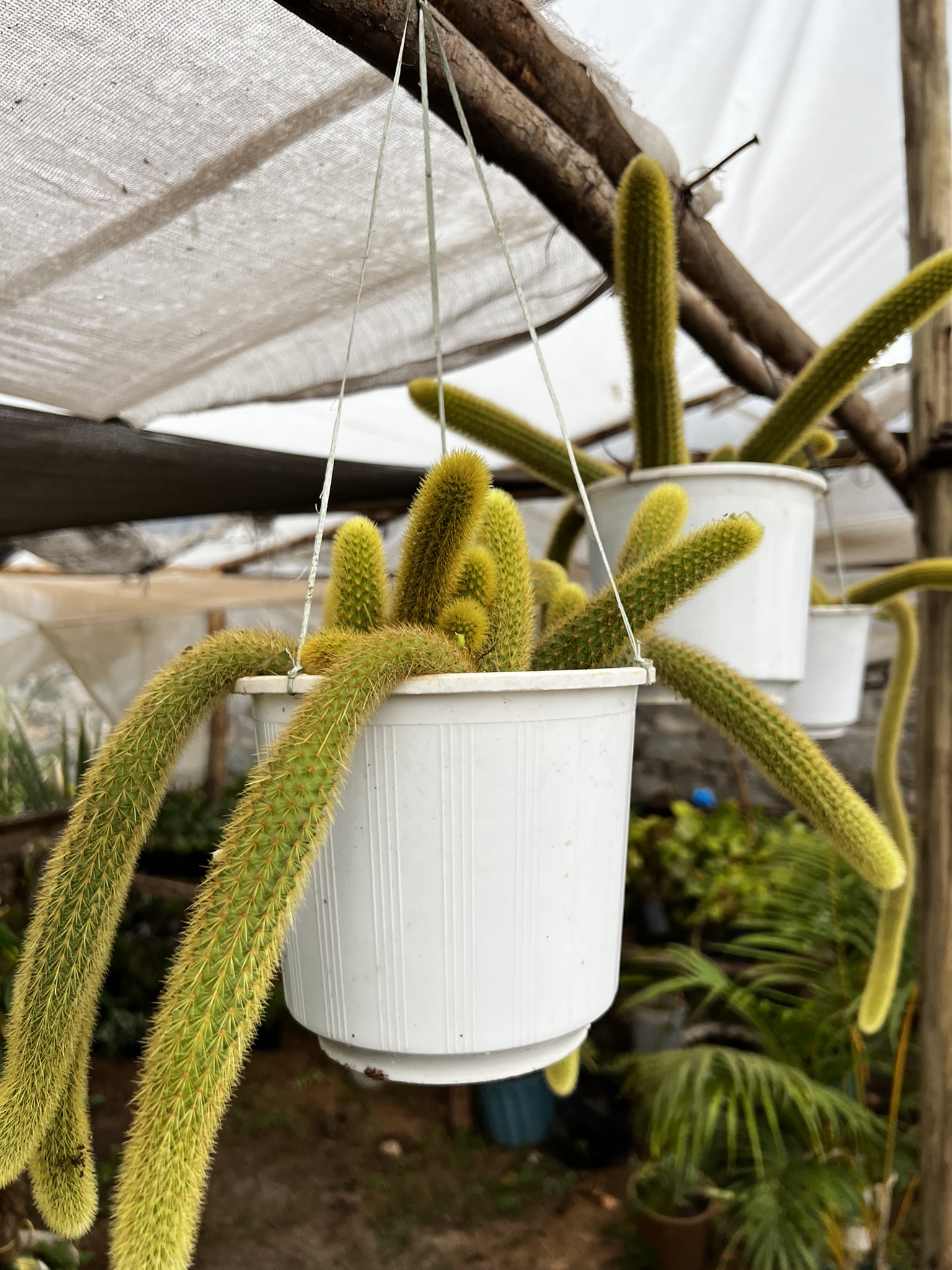 The most beautiful plants