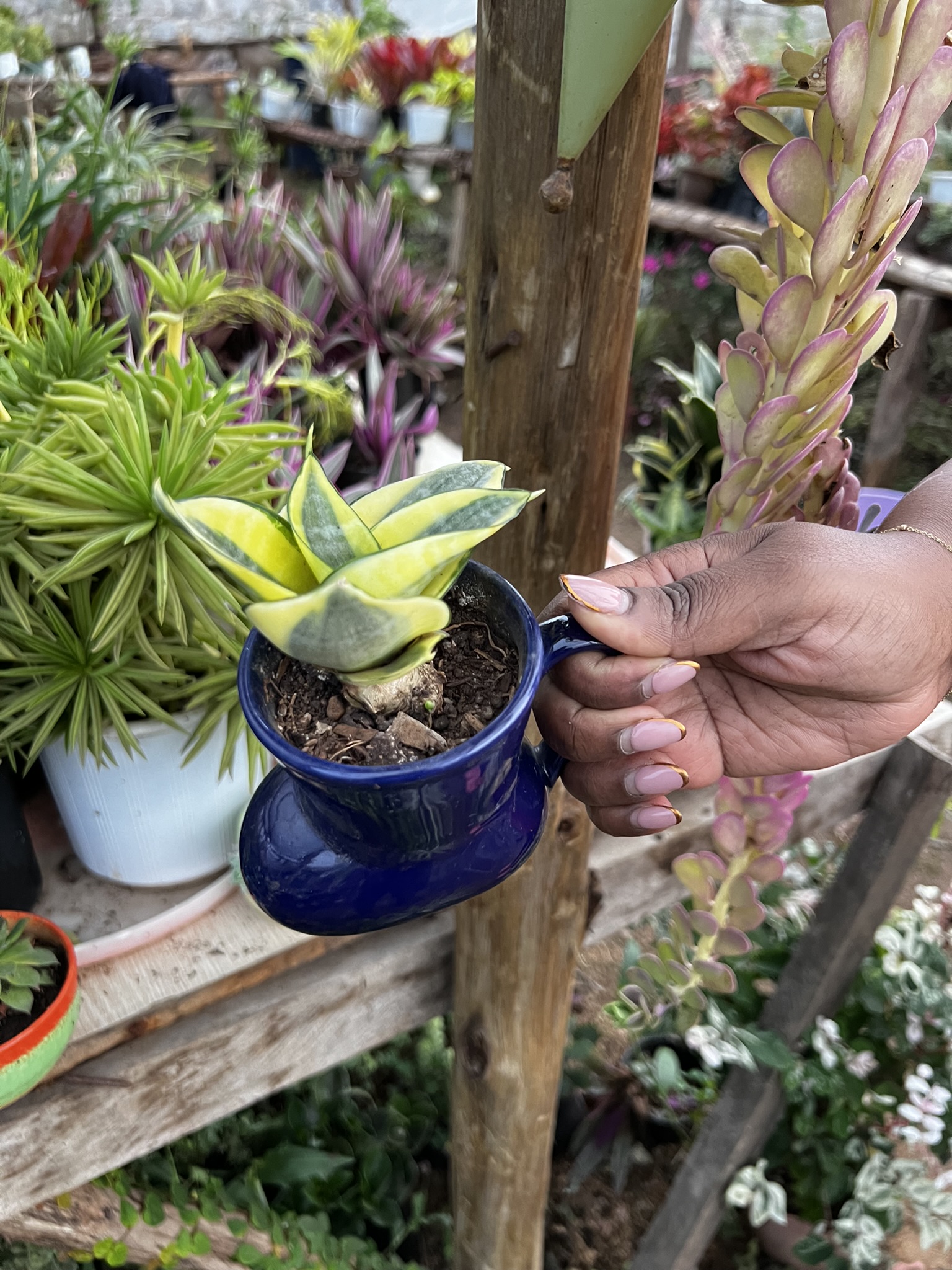 DIY Terrarium: Create Your Own Mini Garden
