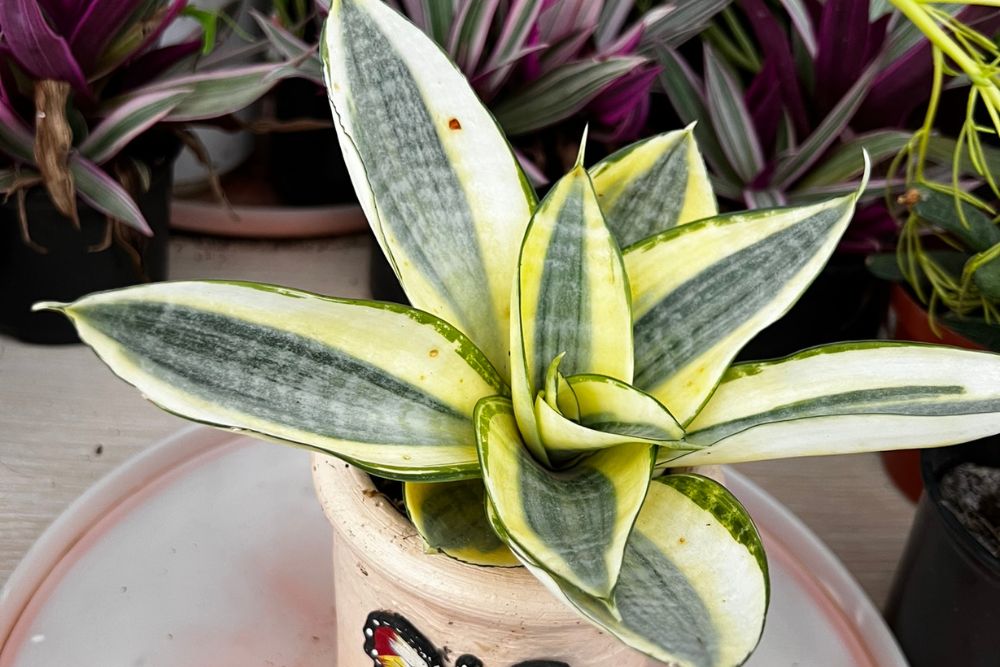Save Your Succulents: 10 Ways You’re Killing Succulents – Houseplant Care 101 – Succulent Care Guide