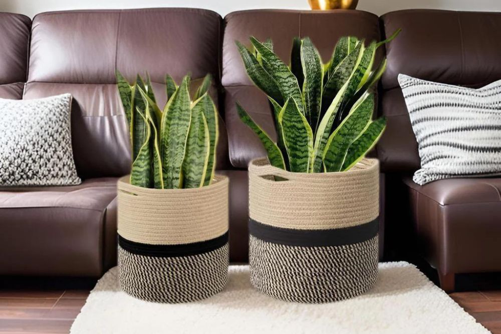 Choosing the Right Planter for Your Indoor Plants